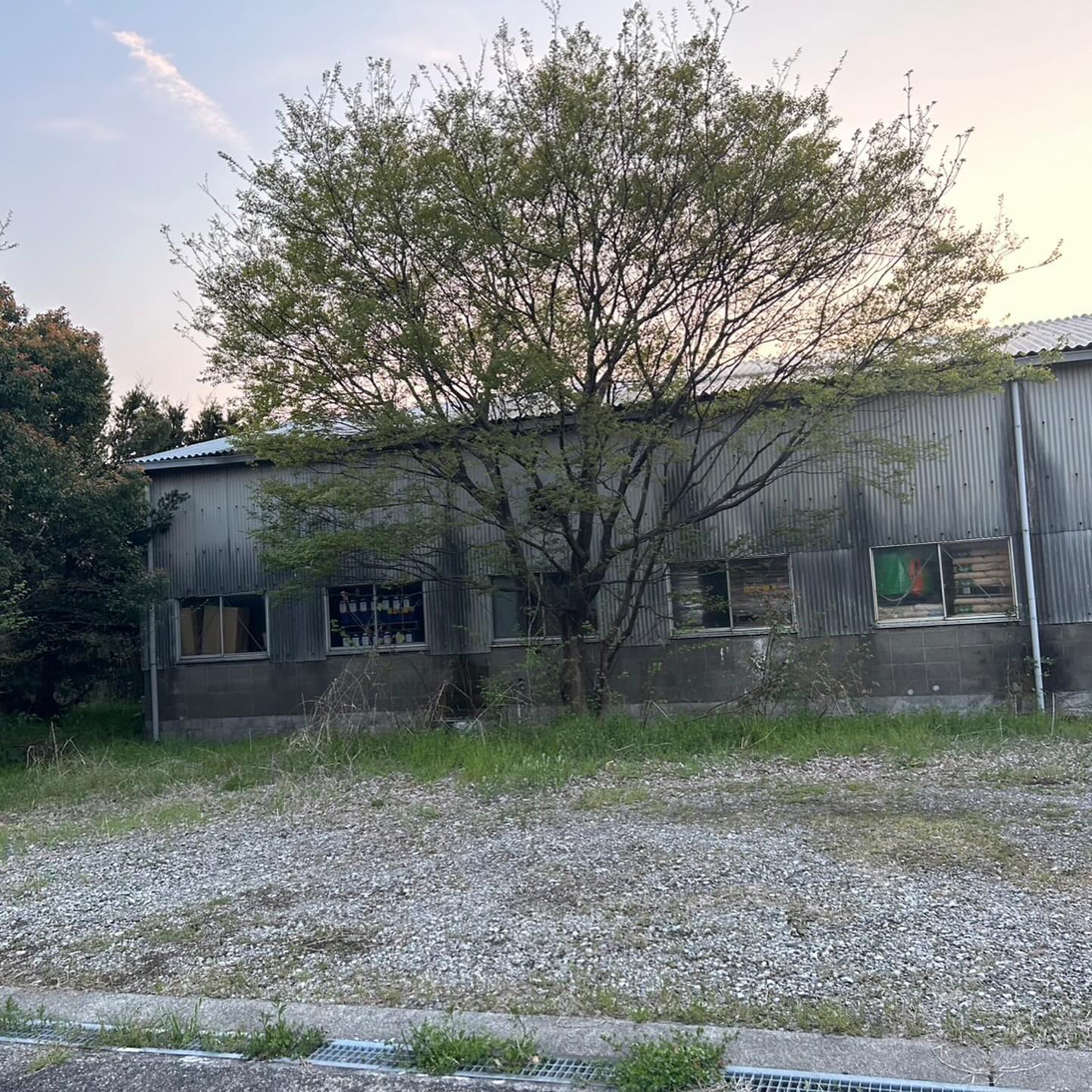 🌳【岐阜県大垣市にて樹木の伐採作業】🌿