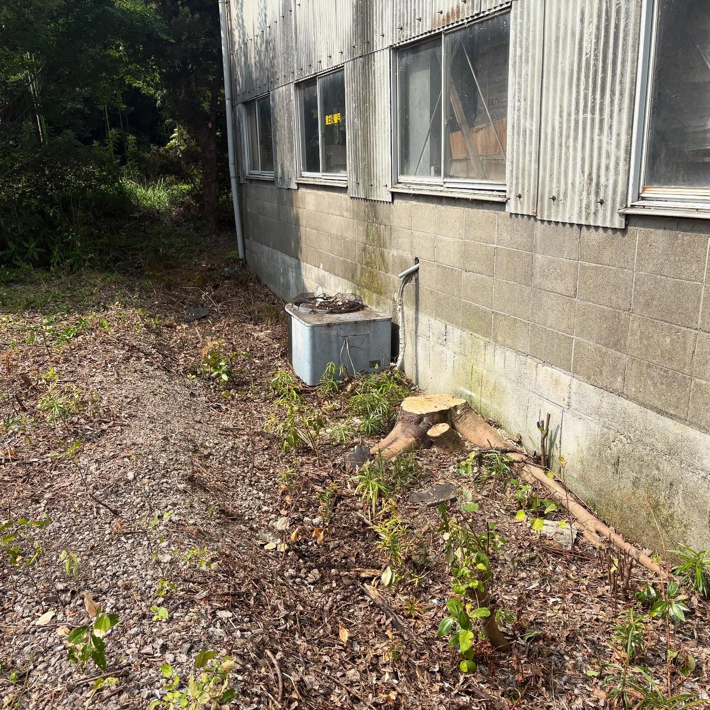 🌳【岐阜県大垣市にて樹木の伐採作業】🌿