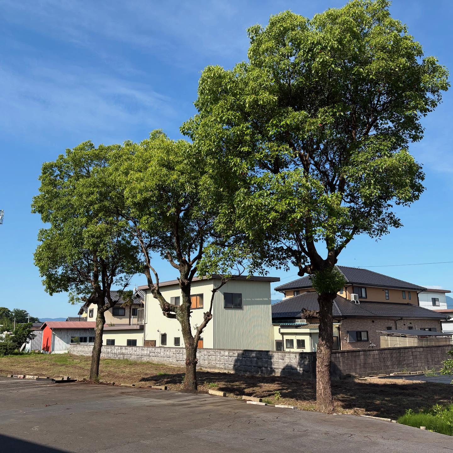 🌳【岐阜県大垣市にて樹木の伐採作業】🌿