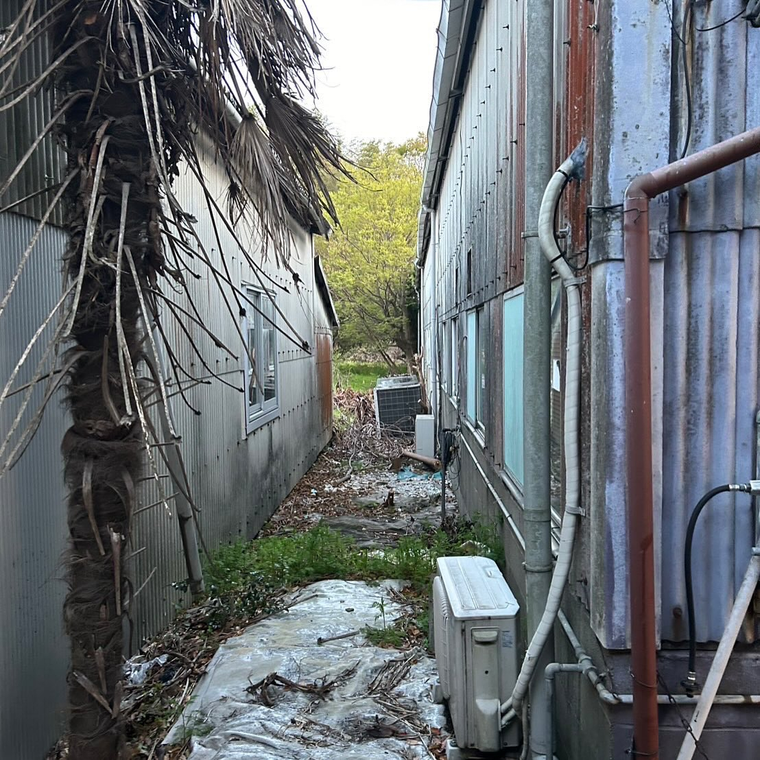 🌳【岐阜県大垣市にて樹木の伐採作業】🌿