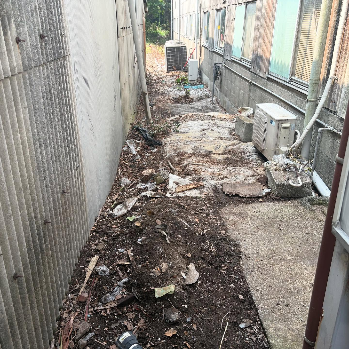 🌳【岐阜県大垣市にて樹木の伐採作業】🌿