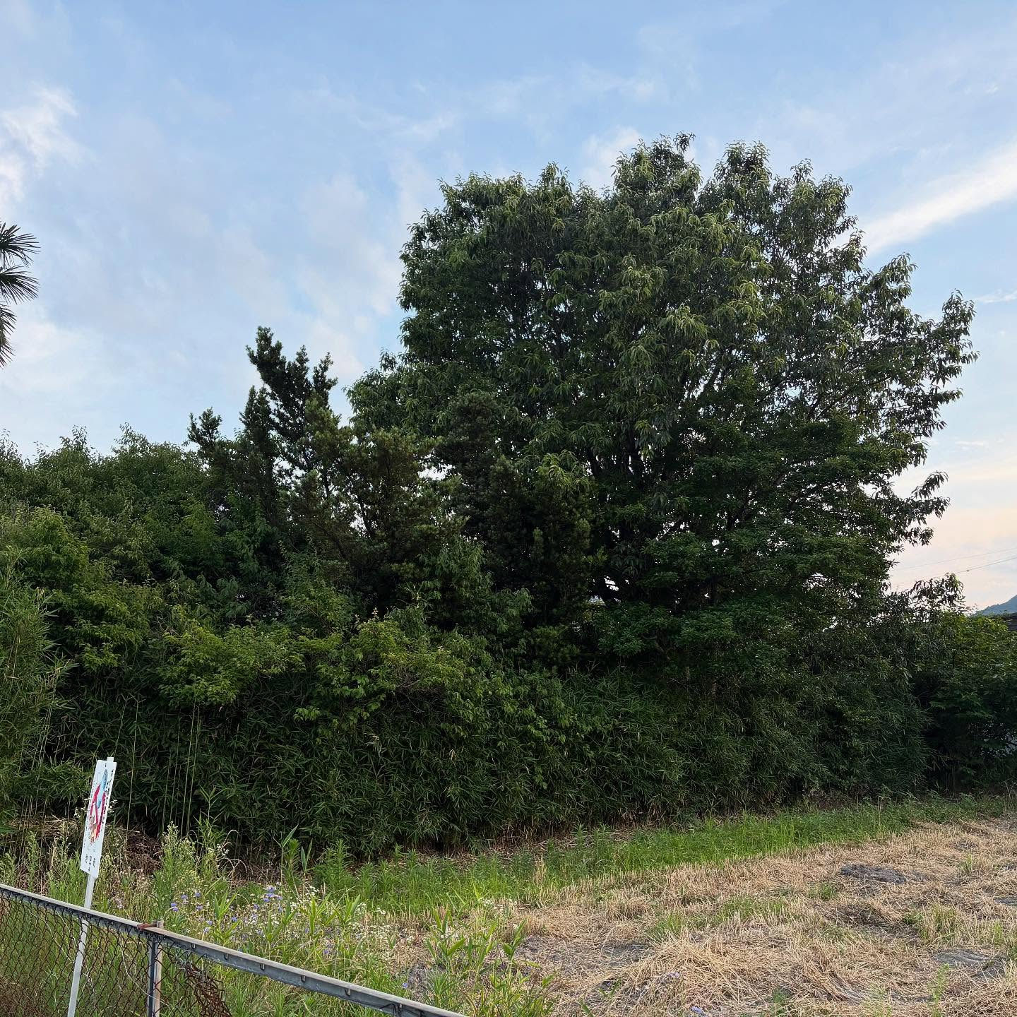 【岐阜県揖斐郡池田町にて🌲】