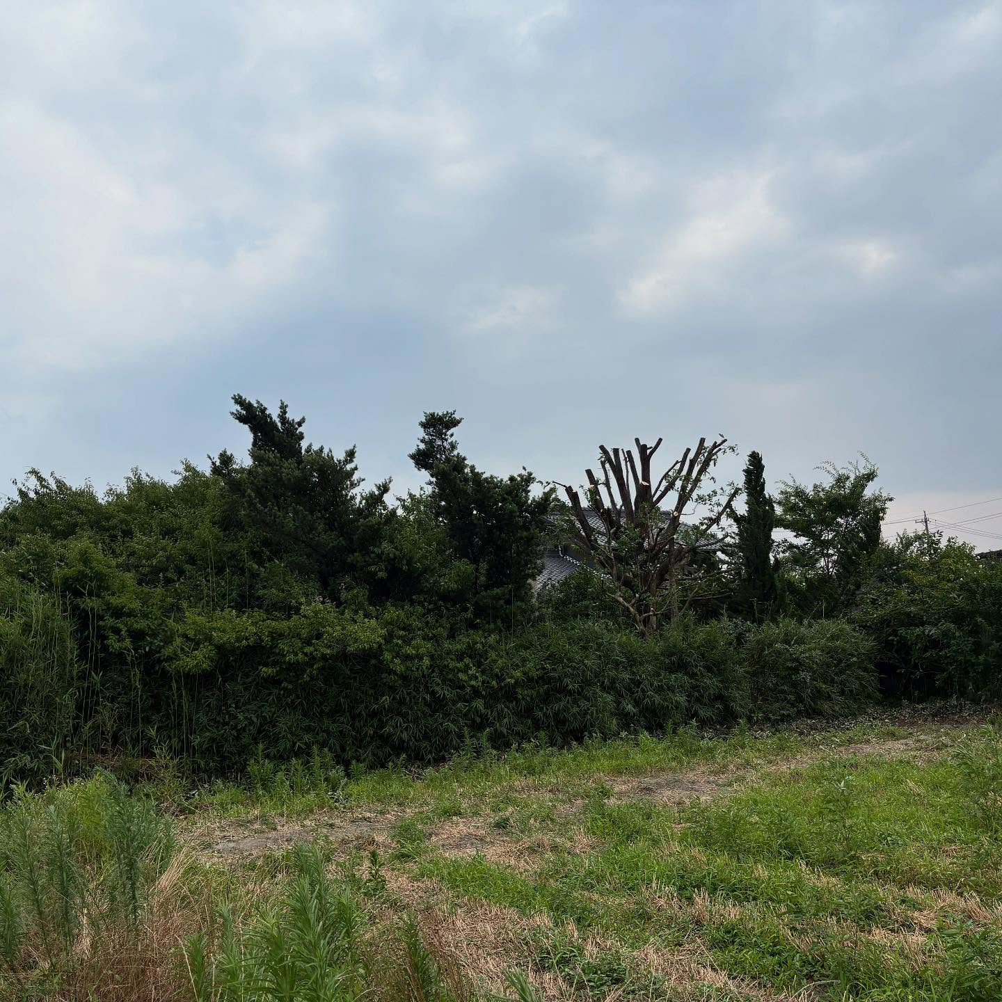 【岐阜県揖斐郡池田町にて🌲】