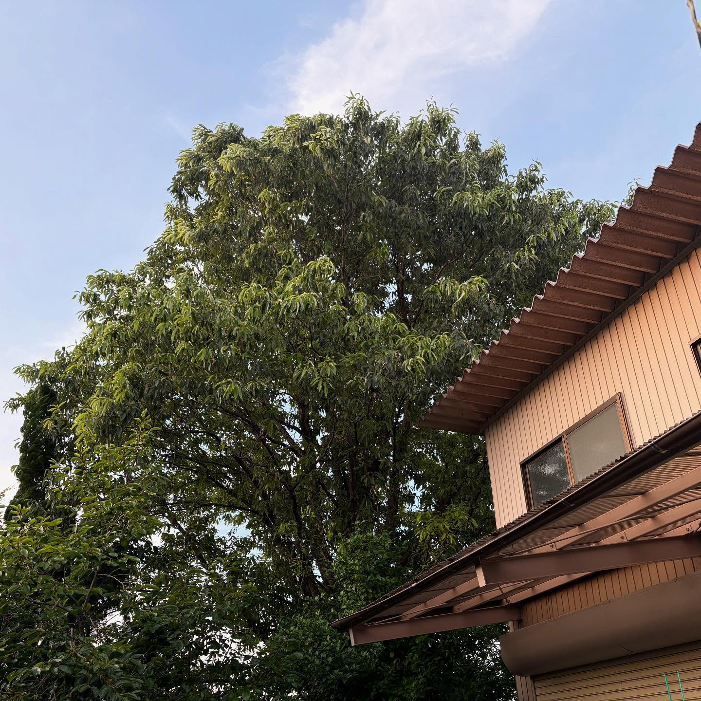 【岐阜県揖斐郡池田町にて🌲】