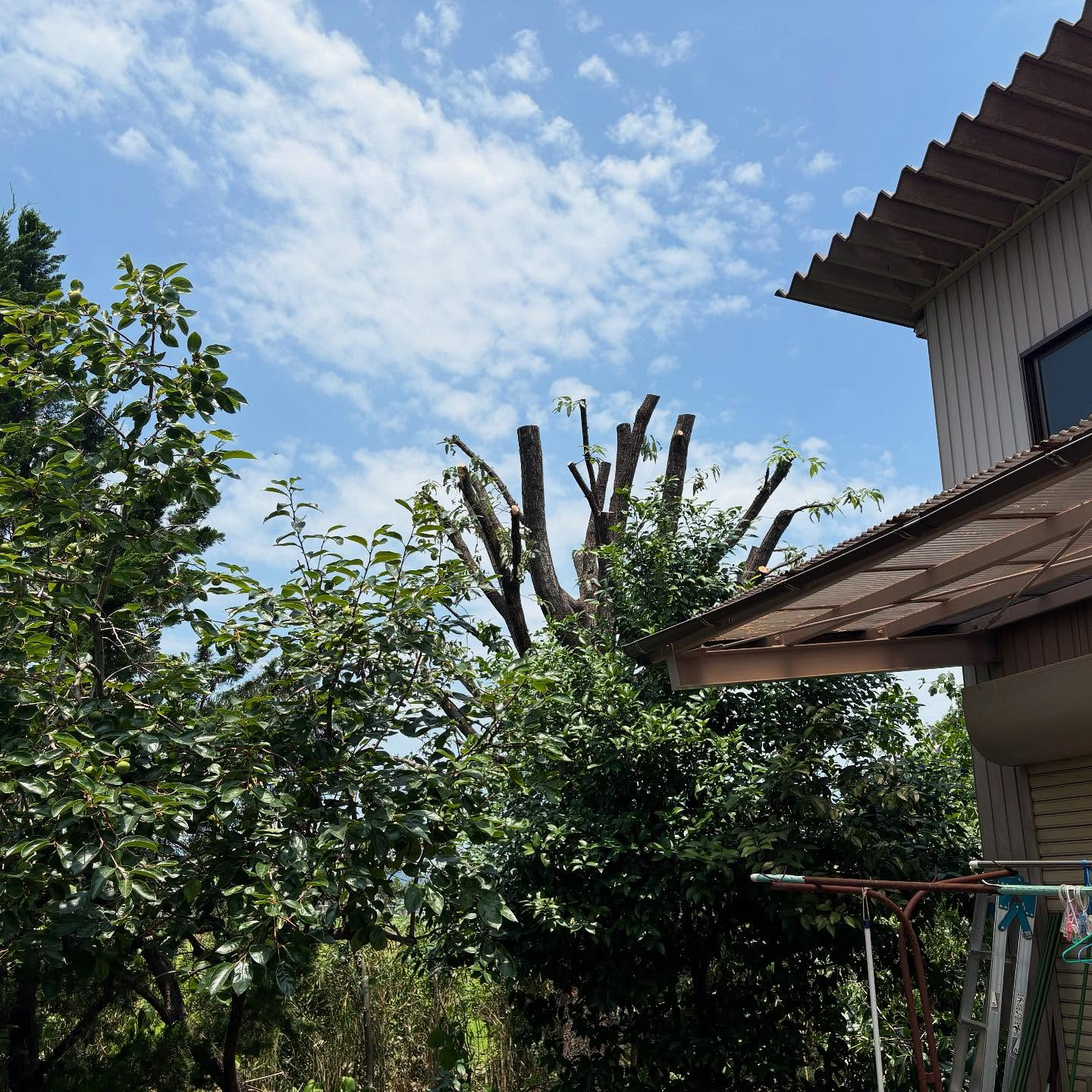 【岐阜県揖斐郡池田町にて🌲】